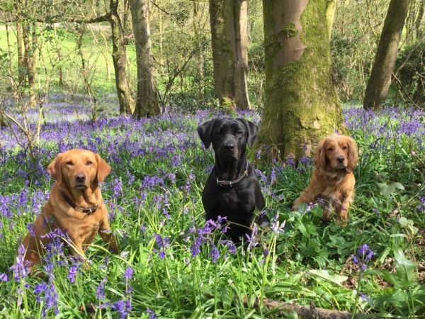 Gundog Training Package (3 x 1hr sessions)