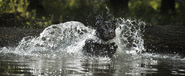 Labrador-entering-water-develop-your-dog