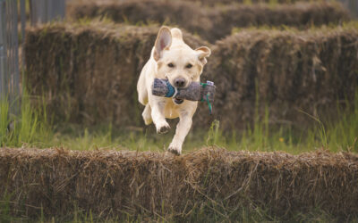 Gundog Jumping Biomechanics