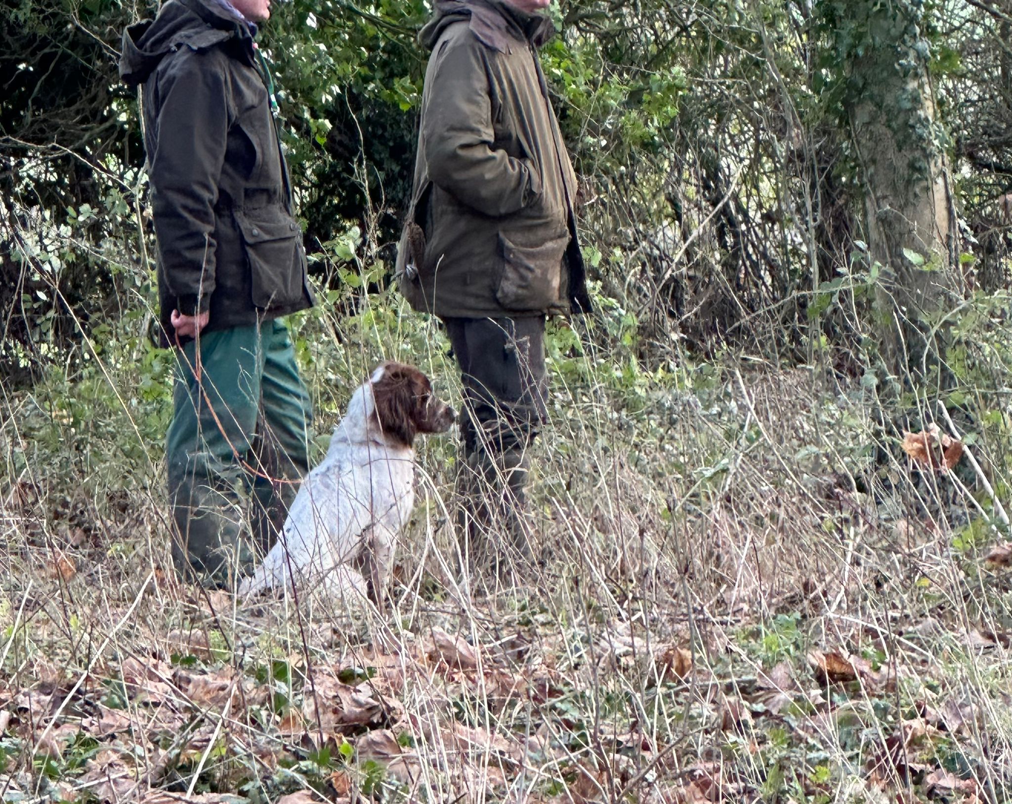 springer spaniel trail 1