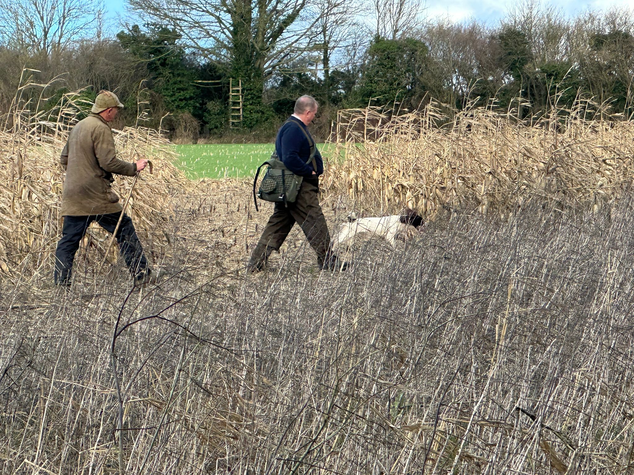 springer spaniel working at a trail
