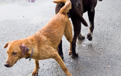 Accidental Dog Mating: What to Do Next & How to Prevent It