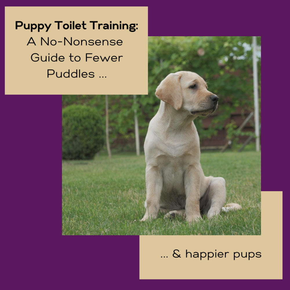 Puppy Toilet Training Tips: How to quickly House Train your Puppy