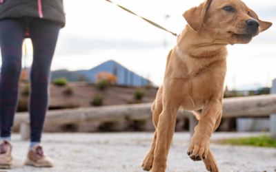 Feeding Adolescent Dogs Three Times a Day: A Simple Fix for Lunging and Overexcitement