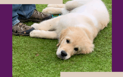 Dog Off Switch Training: Teach Your Dog to Settle Calmly