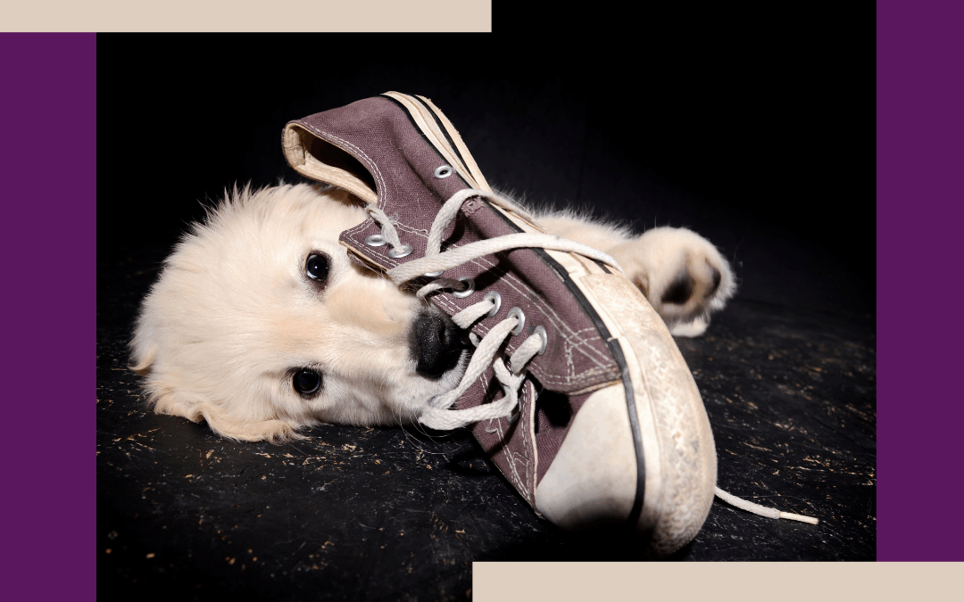 Puppy Mouthing Behaviour: How Do I Stop My Puppy Biting?