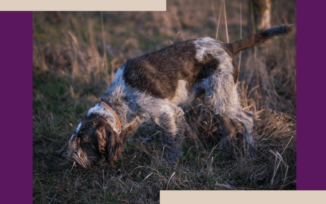 working dog with nose down in long grass during training