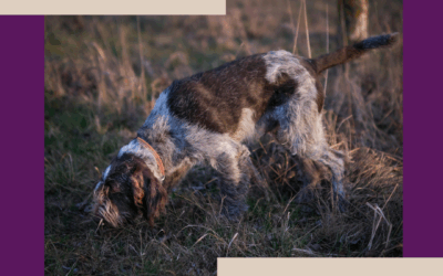 Teenage Dogs: Why They Forget Training and How to Help