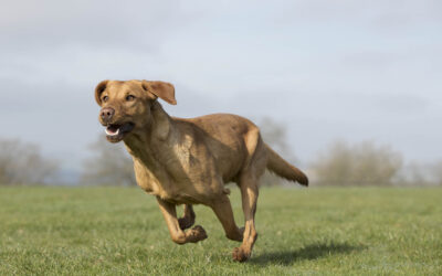 It’s Stage, Not Age: Train at your dogs own pace