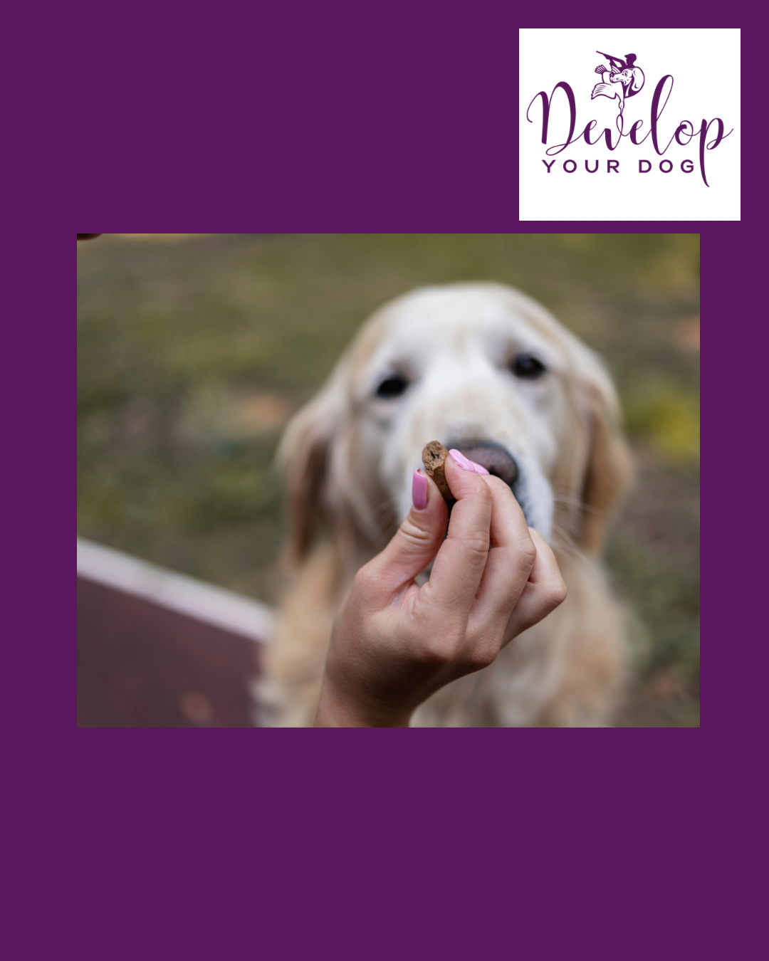Trainer demonstrating how to use food in dog trining by holding a treat in front of a focussed dog
