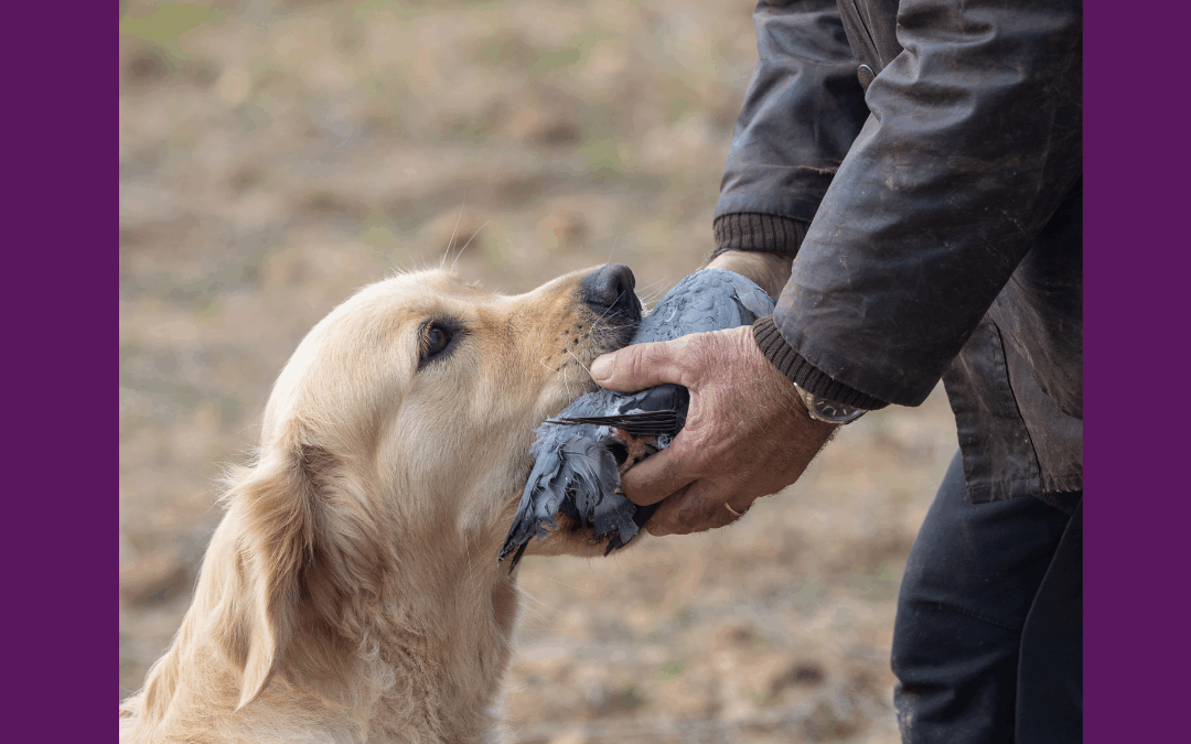 abrador retrieving a dummy – why dogs hang on to dummies and struggle with clean delivery.