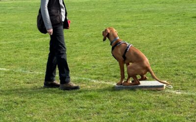 Why Repeating Dog Commands Doesn’t Work