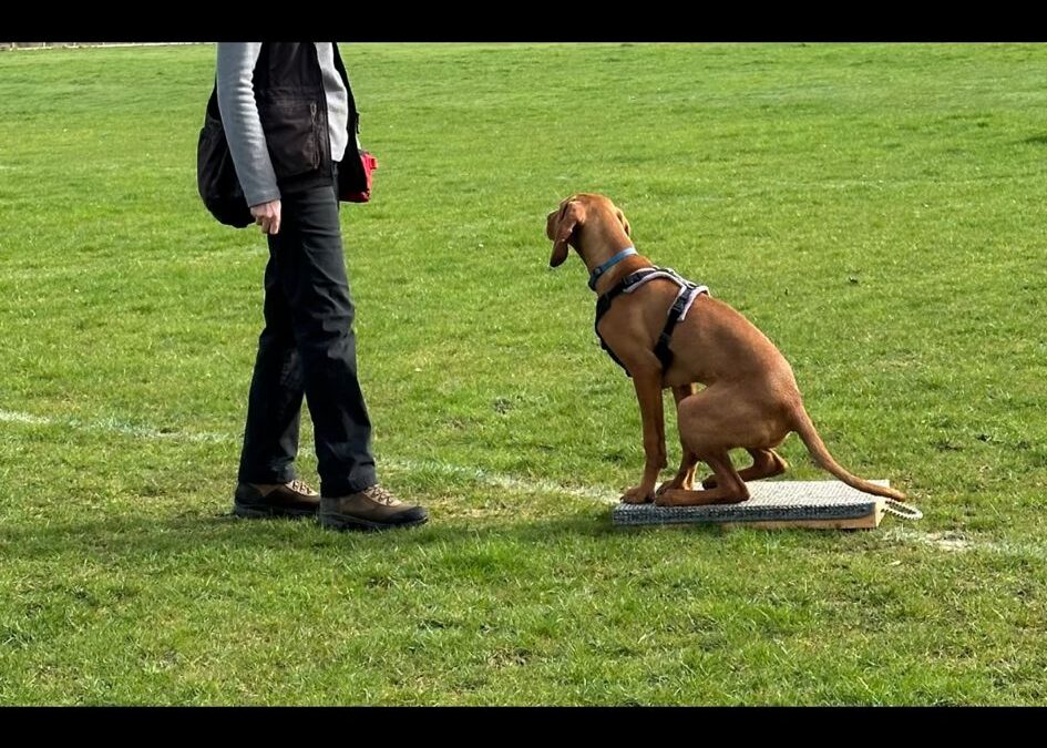 dog demonstrating repeating dog commands issue with incorrect and correct sit on placeboard